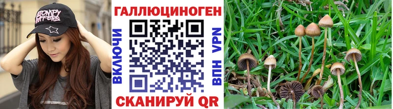 Купить где  Старый Оскол  Псилоцибиновые грибы Cubensis 
